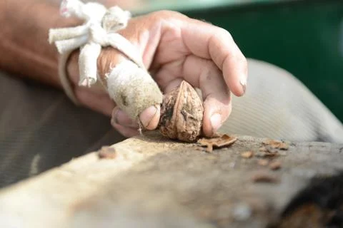Organic_walnut 写真素材