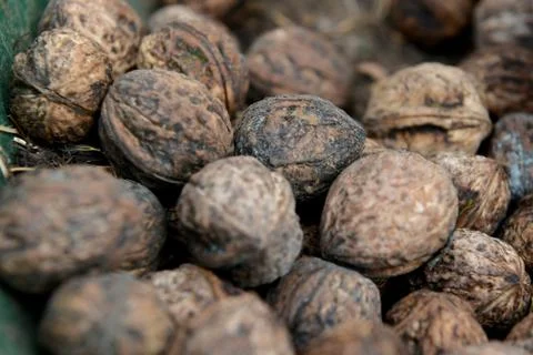 Organic_walnut 写真素材