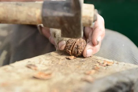 Organic_walnut 写真素材