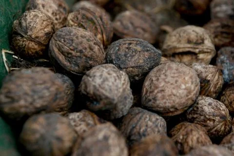 Organic_walnut Stock Photos