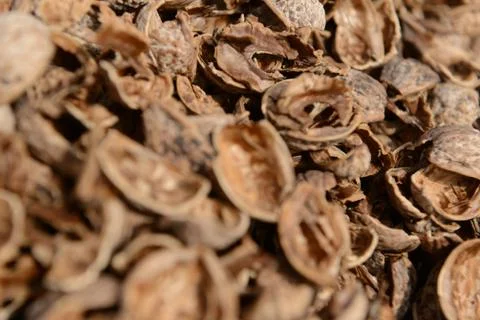 Organic_walnut 写真素材