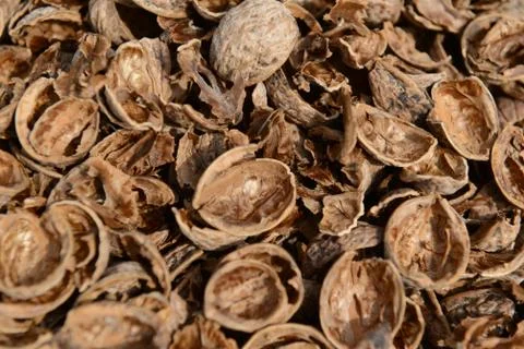 Organic_walnut Stock Photos