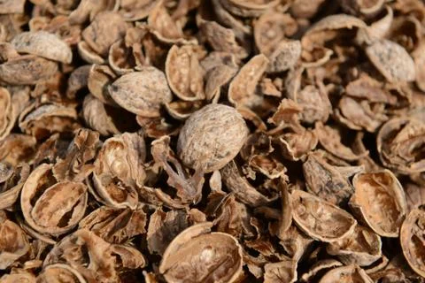 Organic_walnut Stock Photos