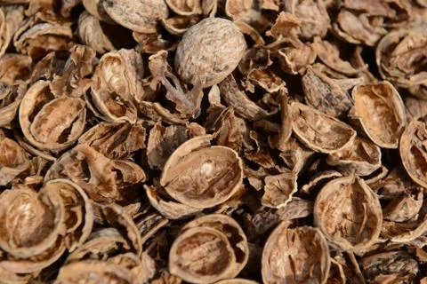 Organic_walnut Stock Photos