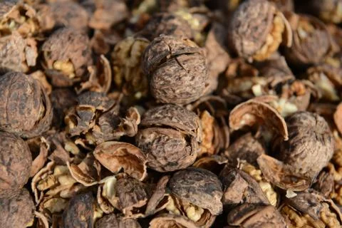 Organic_walnut 写真素材