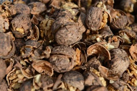 Organic_walnut 写真素材