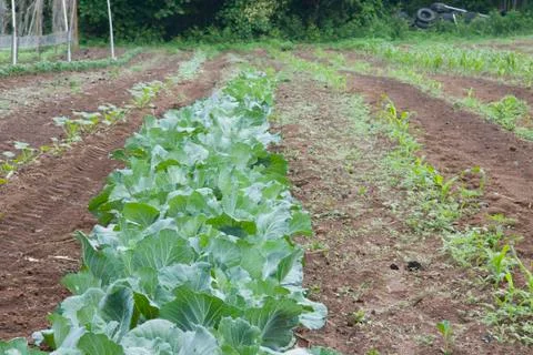 Organically grown cabbage Photos
