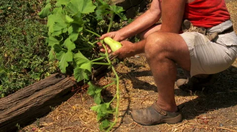 Organically grown squash Vidéo 53235769