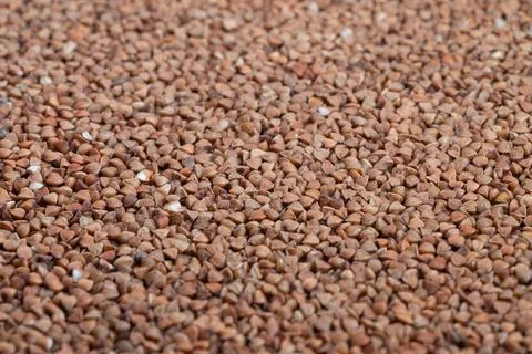 Organicthemed textured pattern for visual materials, Textured buckwheat bac.. Stock Photos