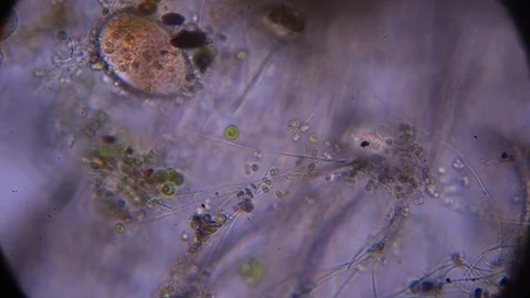 Organisms cells in a drop of water. microscopic shooting. 库存影片 129419337