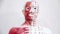 Organization of the human body HD Footage
