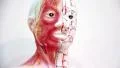 Organization of the human body HD Footage