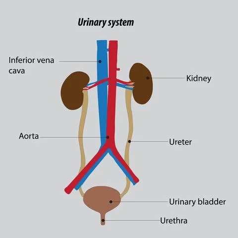 Organization of the human urinary system. Kidney anatomy. Urinary system vector Illustrazione stock