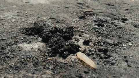 The Organizational behavior of ants in their ecosystem Stock Footage 291608602