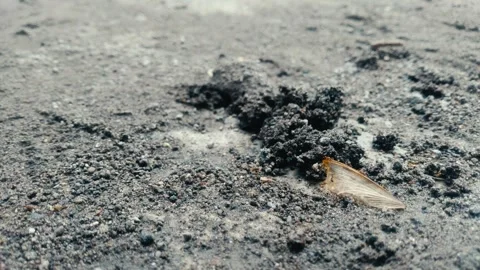 The Organizational behavior of ants in their ecosystem Video stock 291609026