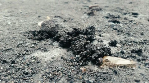 The Organizational behavior of ants in their ecosystem Stock Footage 291609147