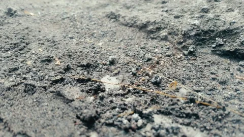 The Organizational behavior of ants in their ecosystem Video stock 291609336