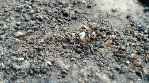 The Organizational behavior of ants in their ecosystem Stock Footage 291609710
