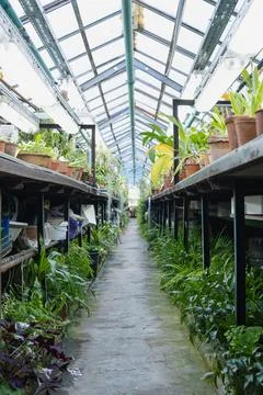 Organized greenhouse workspace with structured rows of plants Stock Photos