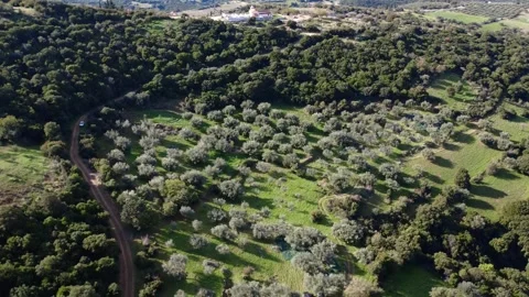 Organized olive grove within dense Mediterranean forest landscape Stock Footage 343995464