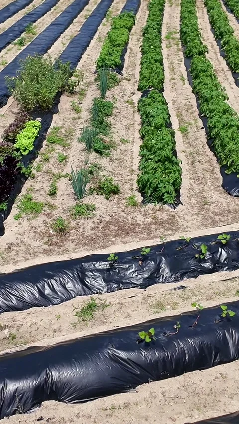 Organized vegetable garden rows show mixed crops growing on black plastic Stock Footage 343476320