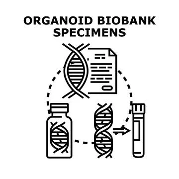 Organoid biobank specimens vector concept collecting dna Stock Illustration