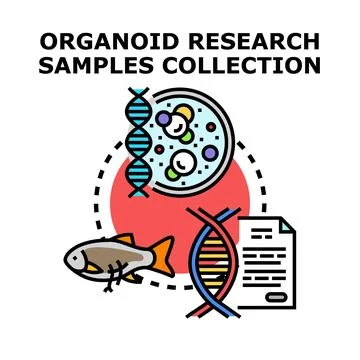 Organoid research samples collection and genetic testing Stock Illustration