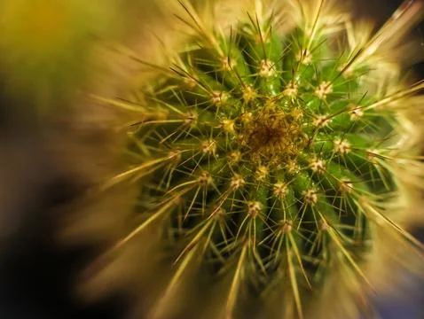 Organpipe Cactus Foto stock