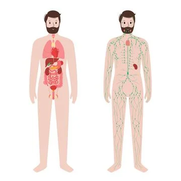 Organs and lymphatic system Stock Illustration