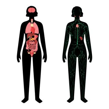 Organs and lymphatic system Illustrazione stock