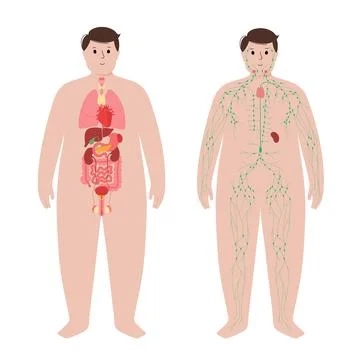 Organs and lymphatic system Stock Illustration