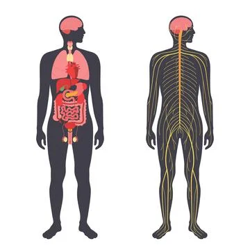 Organs and nervous system イラスト素材