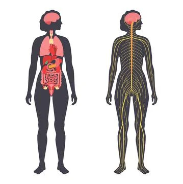 Organs and nervous system Stock Illustration
