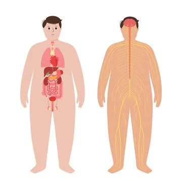Organs and nervous system Stock Illustration