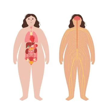 Organs and nervous system Stock Illustration