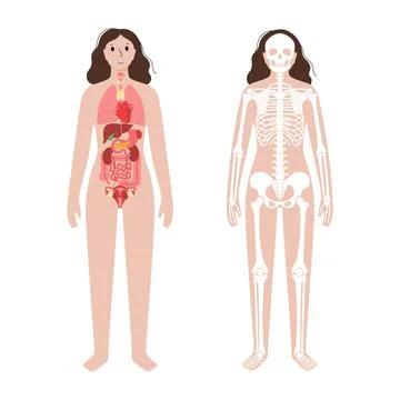 Organs and skeleton Stock Illustration