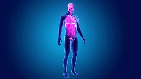 Organs with Body Stock Footage 79868895