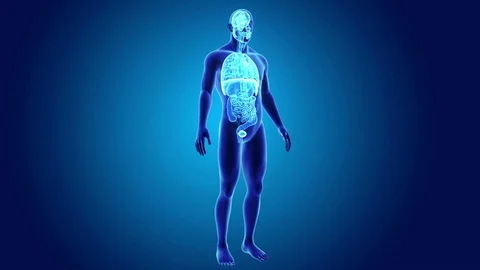 Organs with body Stock Footage 79868904