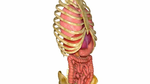 Organs Stock Footage 42868389