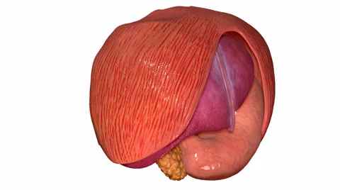 Organs Stock Footage 42868887