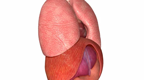 Organs Stock Footage 42869156