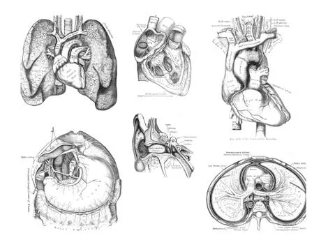 Organs of the human body .. Stock Illustration