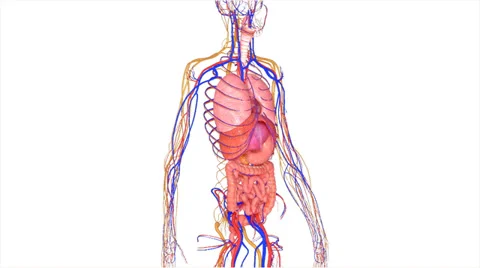 Organs with nervous system Stock Footage 37666758