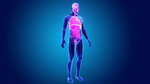 Organs with Skeleton Body Stock Footage 79868933