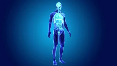 Organs with Skeleton Body Stock Footage 79868937