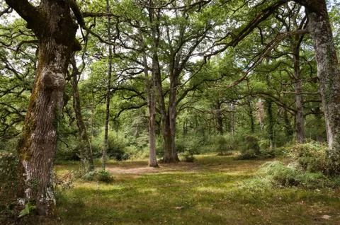 The Orgi Forest, Navarra, Spain Stock Photos