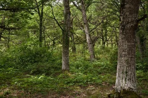 The Orgi Forest, Navarra, Spain Stock Photos