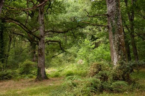 The Orgi Forest, Navarra, Spain Stock Photos