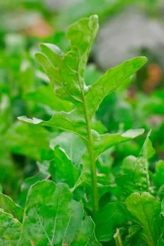 Orgnic Fresh Arugula Stock Photos