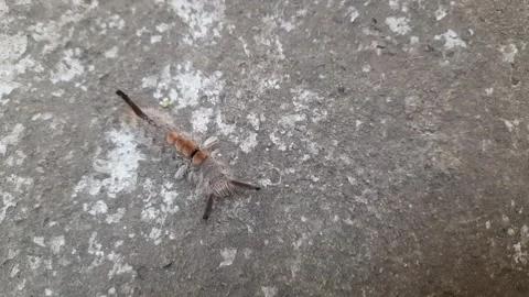 Orgyia leucostigma. 库存影片 296160137